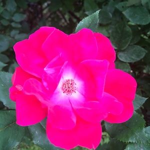 Meet your Posher, Cynthia